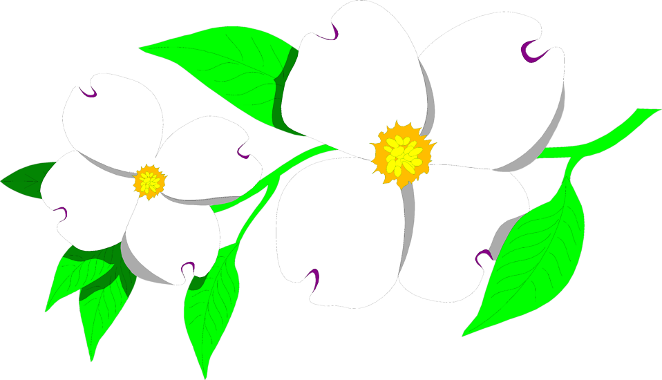 958x550 Collection Of Free Vector Flower Dogwood. Download On Ubisafe