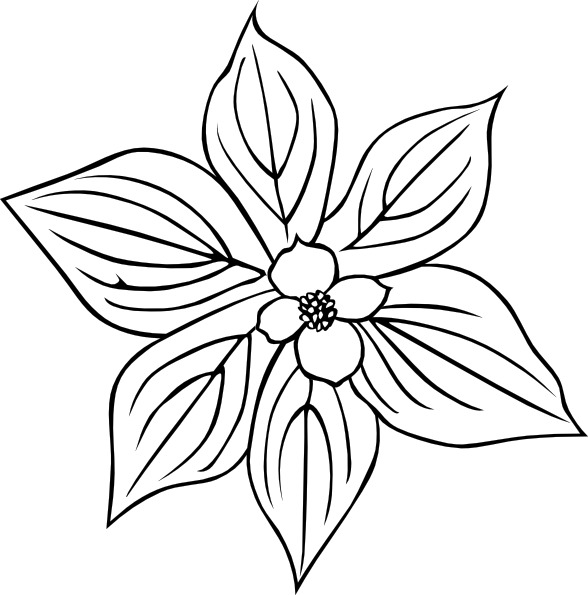 588x595 Collection Of Free Vector Flowers Dogwood. Download On Ubisafe