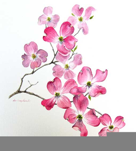 270x300 Dogwood Blossoms Clipart Free Images