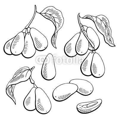 400x400 Dogwood Berry Graphic Black White Isolated Sketch Illustration