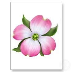 236x236 Dogwood Clipart