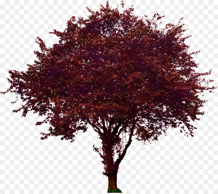 900x800 Tree Flowering Dogwood Maple Plum