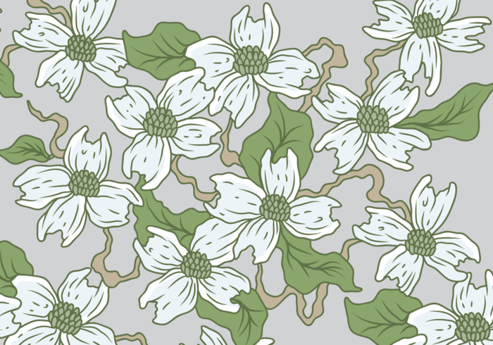 700x490 White Dogwood Vector