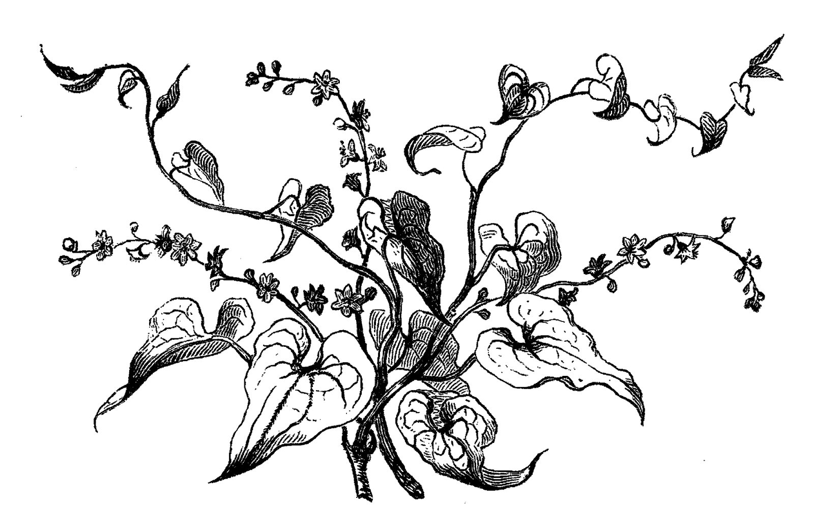 1600x1046 15 Dogwood Vector Traditional For Free Download On Mbtskoudsalg