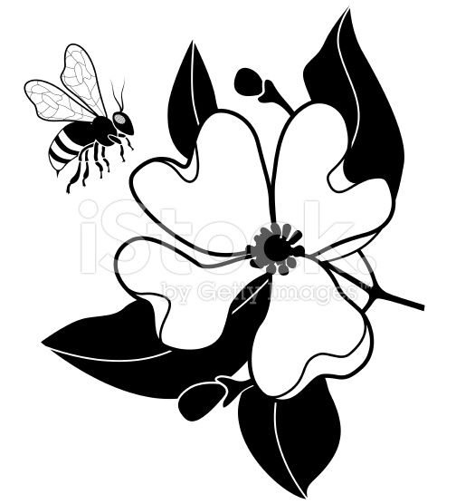 504x556 A Vector Illustration Of A Honey Bee Pollinating Dogwood Flower In
