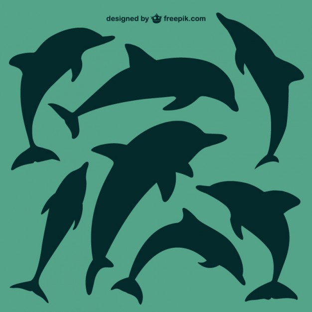 626x626 Dolphin Vectors, Photos And Psd Files Free Download