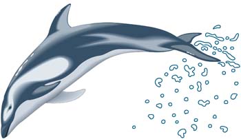 350x202 Free Download Of Dolphin Vector Graphics And Illustrations