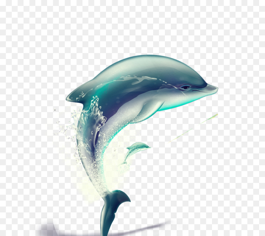 900x800 Dolphin