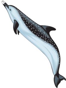 225x299 Dolphin Vector 2 Free Vector 4vector