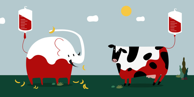 626x313 Animal Blood Donation Vector Illustration Vector Free Download