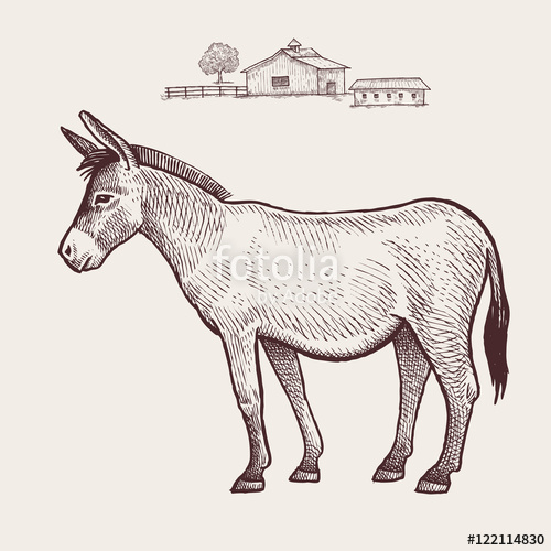 500x500 Donkey. Vector. Stock Image And Royalty Free Vector Files On