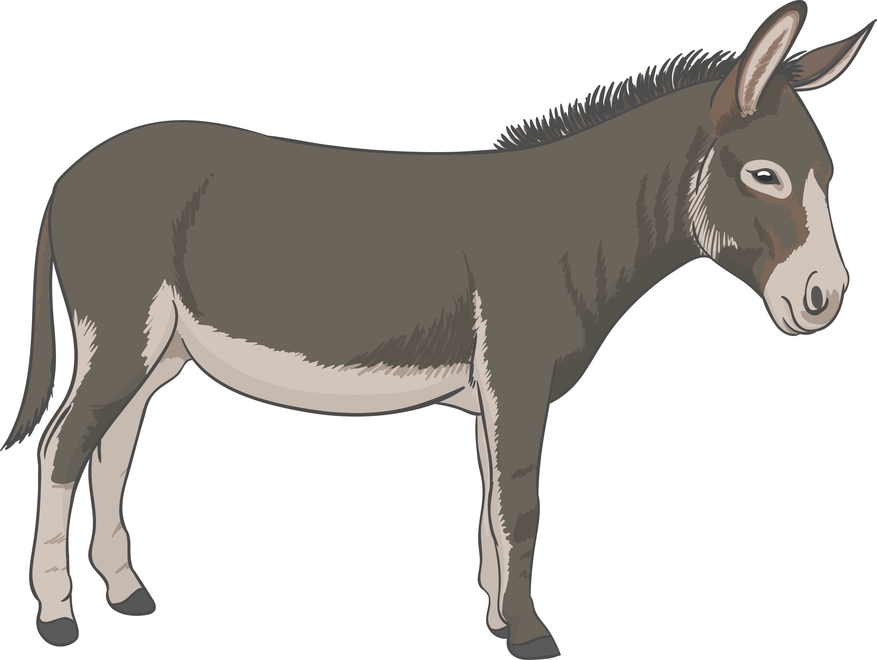 2997x2257 Donkey