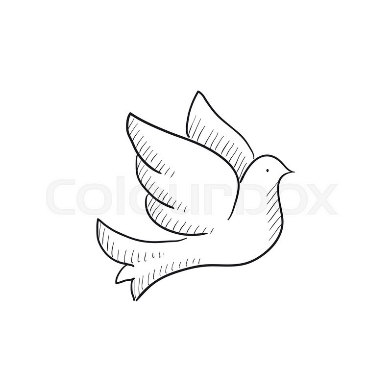 800x800 Wedding Dove Vector Sketch Icon Isolated On Background. Hand Drawn