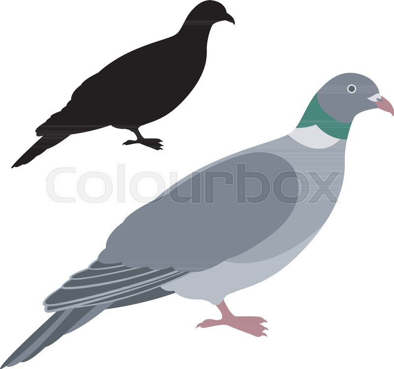 800x750 Pigeon Dove Vector Illustration Flat Style Black Silhouette