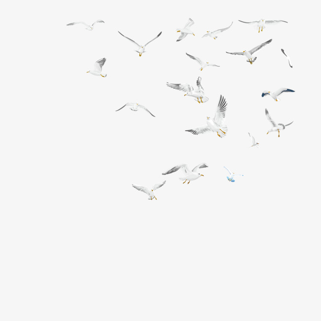 650x651 Free Flying Dove, Dove Vector, Vector Diagram, Animal Chart Png