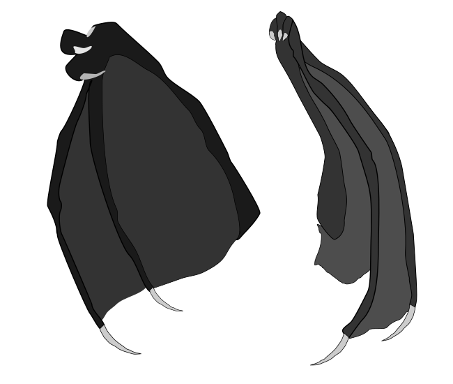 650x550 Dragon Wings Vector Stock Blk