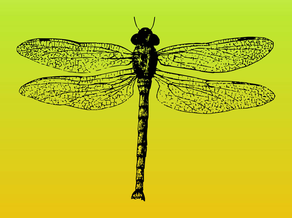 1024x765 Dragonfly Vector Vector Art Amp Graphics