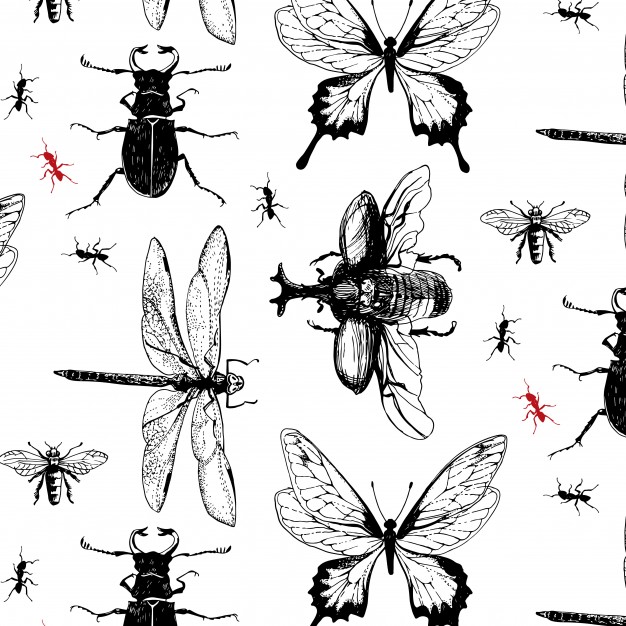626x626 Dragonfly Vectors, Photos And Psd Files Free Download