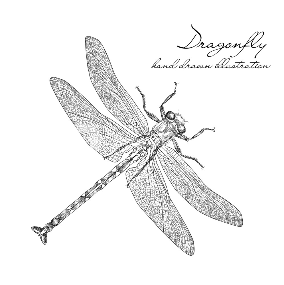 996x1000 Detailed Dragonfly Vector Royalty Free Stock Image