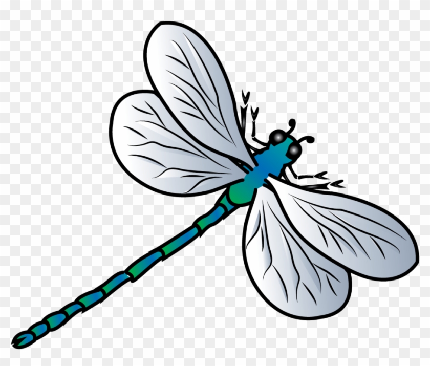 840x715 Dragonfly Vector By Jscollon