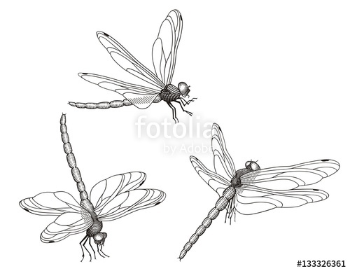 500x387 Dragonfly Vector Stock Image And Royalty Free Vector Files On