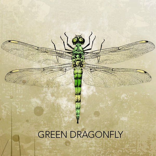 600x600 Vector Art Green Dragonfly Vintage Vectors