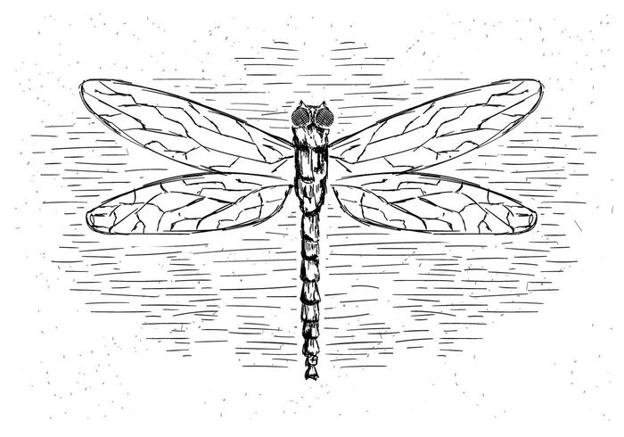 700x490 Dragonfly Free Vector Art