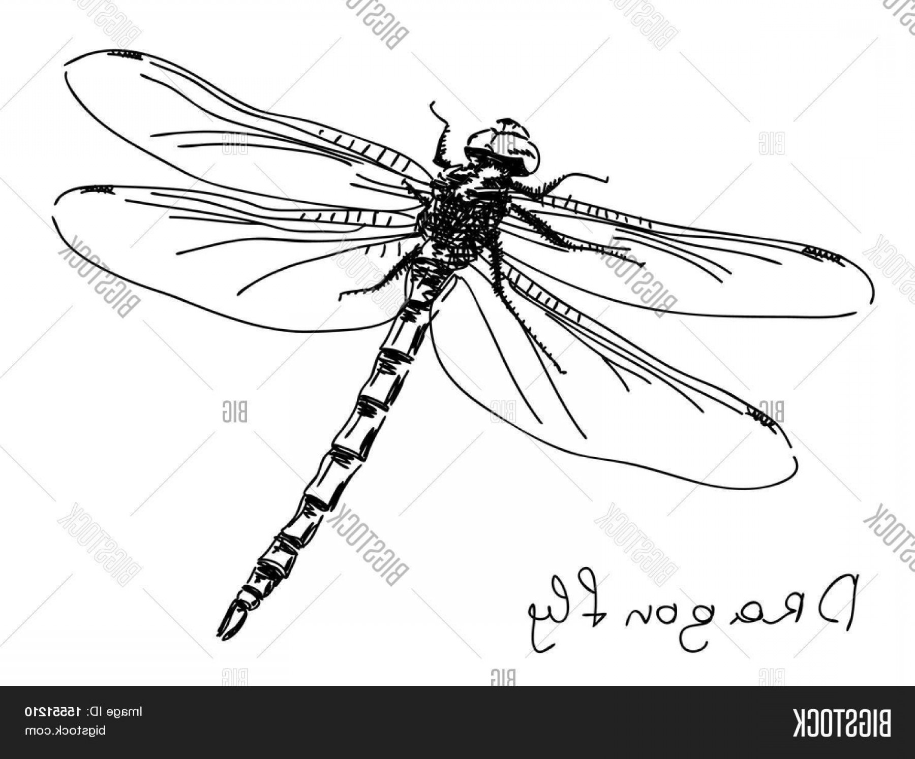 1800x1494 Dragonfly Vector Art Shopatcloth