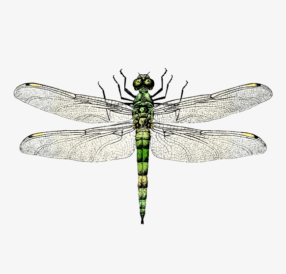 The best free Dragonfly vector images. Download from 115 free vectors ...