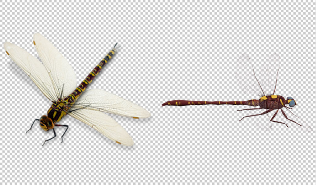 1024x599 Dragonfly Cartoon Picture Free Png Transparent Layer Design Free