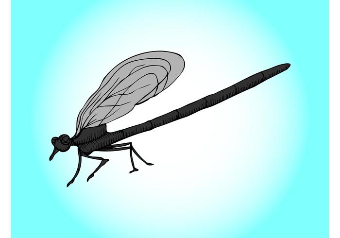 700x490 Dragonfly Free Vector Art