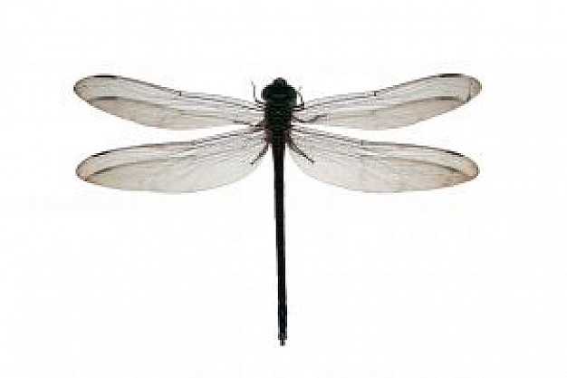 626x417 Dragonfly Photo Free Download