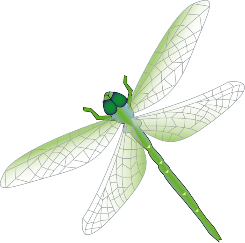 800x796 Collection Of Dragonfly Clipart Vector High Quality, Free