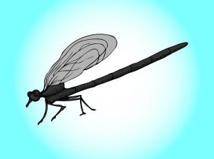 310x231 Dragonfly Vector Image Free Vectors Ui Download