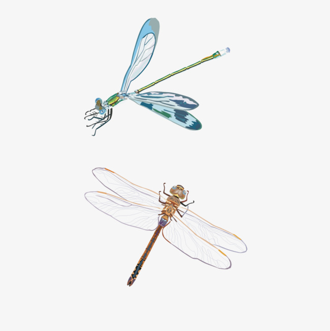 650x651 Dragonfly Vector Material, Dragonfly, Animal, Vector Png And