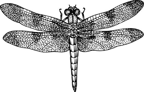 600x385 Dragonfly Clip Art Free Vector In Open Office Drawing Svg ( .svg