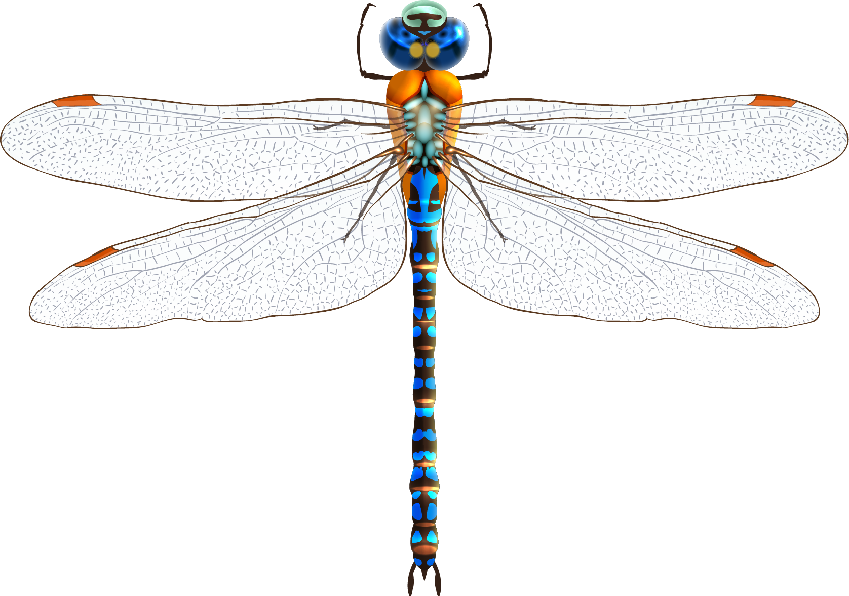 1676x1178 Insect Dragonfly Clip Art