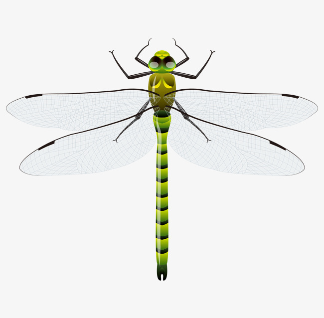 650x638 Vector Cartoon Hand Painted Exquisite Back Dragonfly, Vector Of