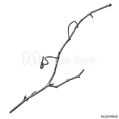 500x500 Hand Drawn Wood Twig, Ink Rustic Design Element. Dry Wood Tree