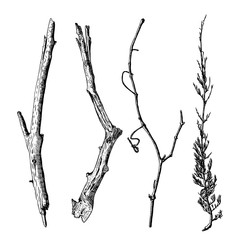 240x240 Twig Photos, Royalty Free Images, Graphics, Vectors Amp Videos