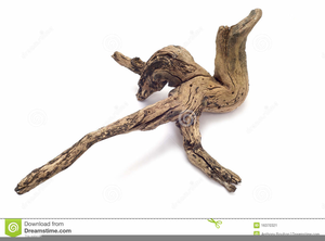 300x222 Clipart Of Driftwood Free Images
