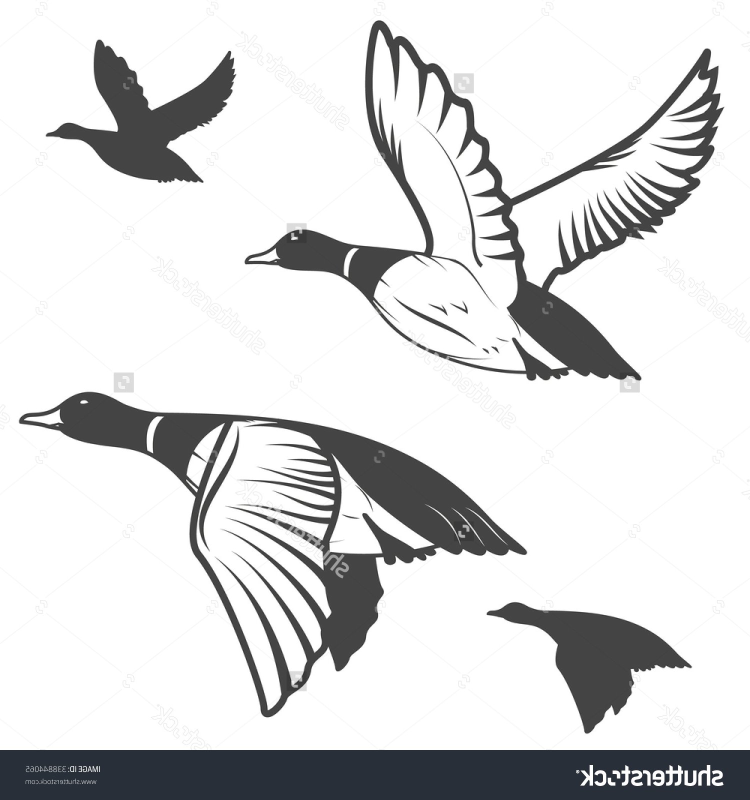 Duck Hunting Vector at GetDrawings | Free download