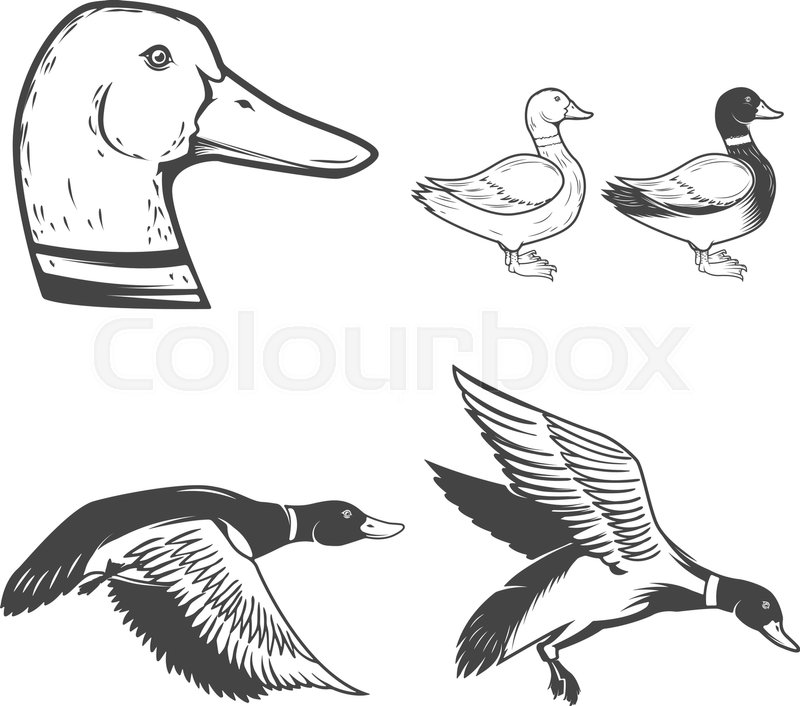 800x706 Set Of Wild Ducks Icons Isolated On White Background. Duck Hunting