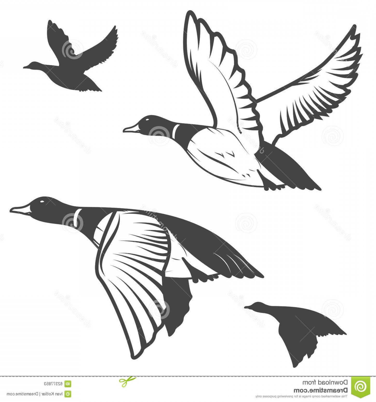 1560x1668 Stock Illustration Wild Duck Set Flying Ducks Hunting Mallard