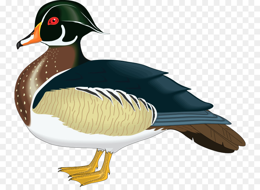 900x660 Wood Duck Mandarin Duck Mallard Clip Art