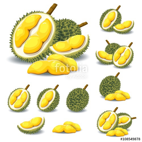 500x500 Durian Vector Stock Image And Royalty Free Vector Files On