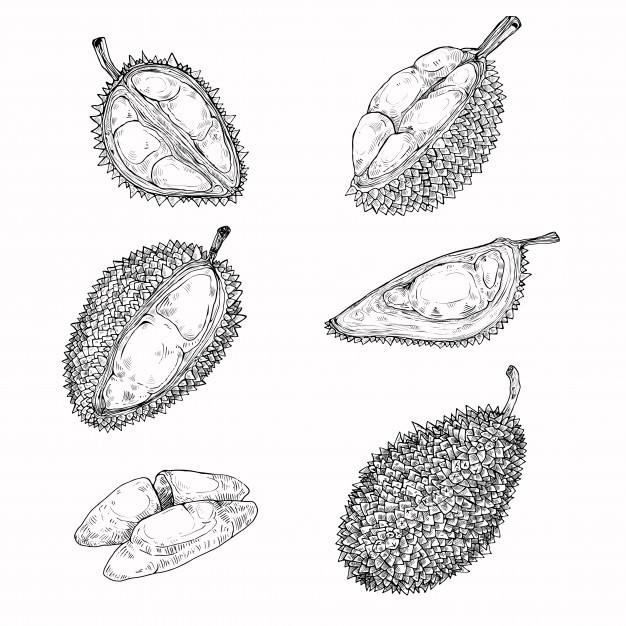 626x626 Durian Vectors, Photos And Psd Files Free Download