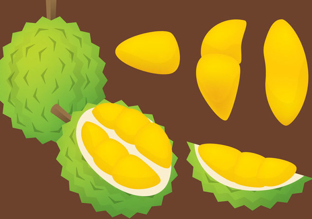 632x443 Durian Vector Free Vector Download 336237 Cannypic