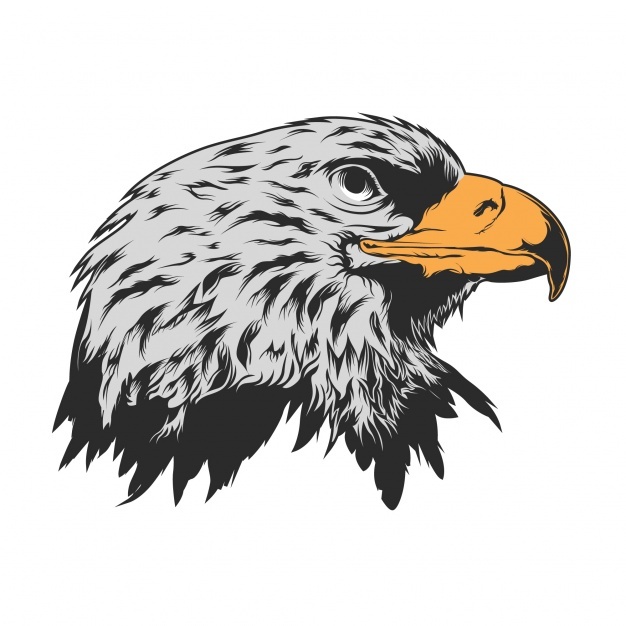626x626 Eagle Head Vectors, Photos And Psd Files Free Download