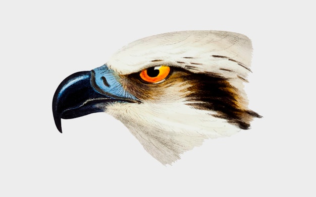 626x391 Eagle Head Vectors, Photos And Psd Files Free Download